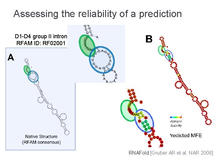 Assessing the reliability of a prediction D 1 -D 4 group II intron RFAM