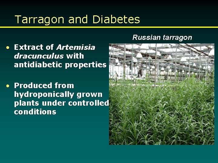 Tarragon and Diabetes Russian tarragon • Extract of Artemisia dracunculus with antidiabetic properties •
