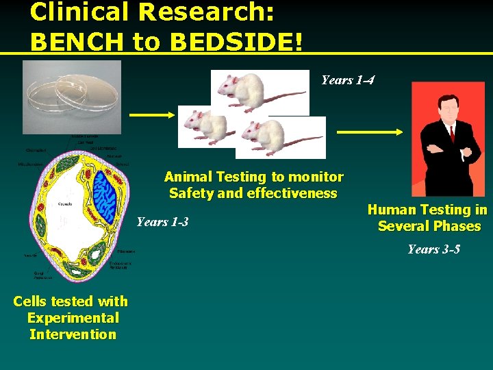Clinical Research: BENCH to BEDSIDE! Years 1 -4 Animal Testing to monitor Safety and