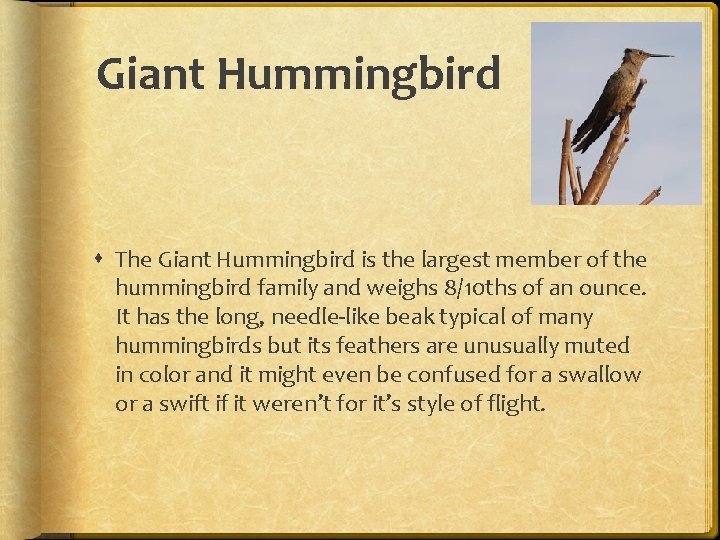 Giant Hummingbird The Giant Hummingbird is the largest member of the hummingbird family and