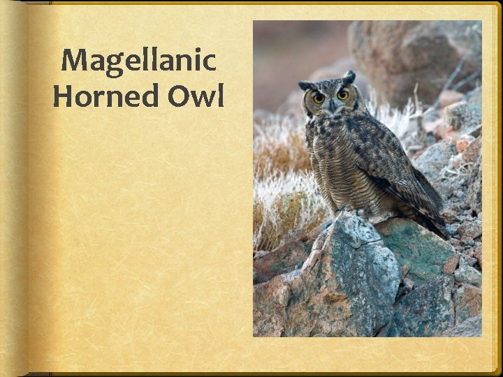 Magellanic Horned Owl 
