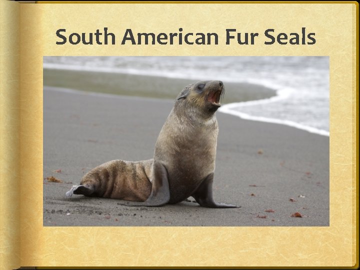 South American Fur Seals 