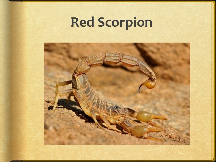 Red Scorpion 