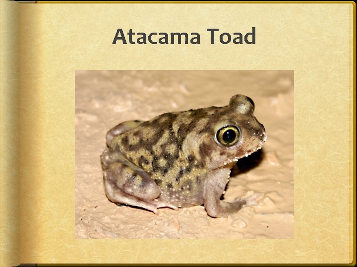 Atacama Toad 