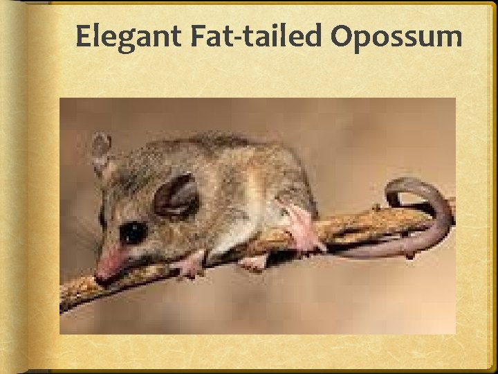 Elegant Fat-tailed Opossum 