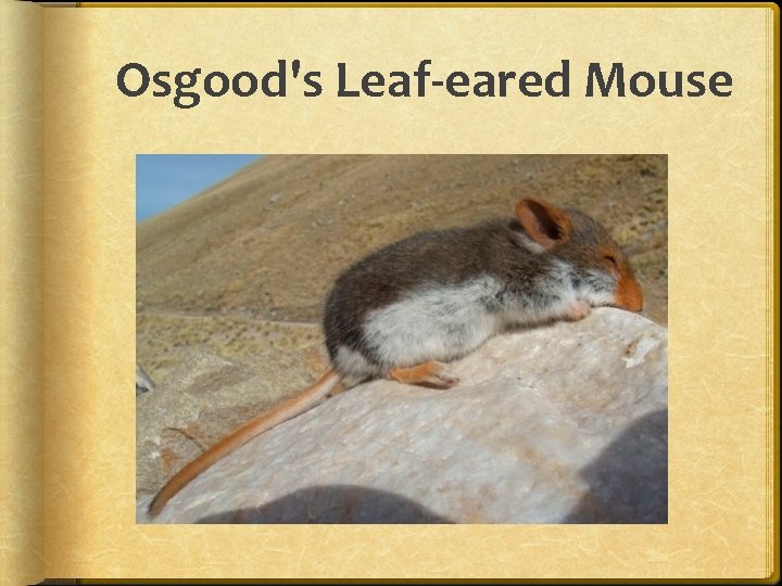 Osgood's Leaf-eared Mouse 