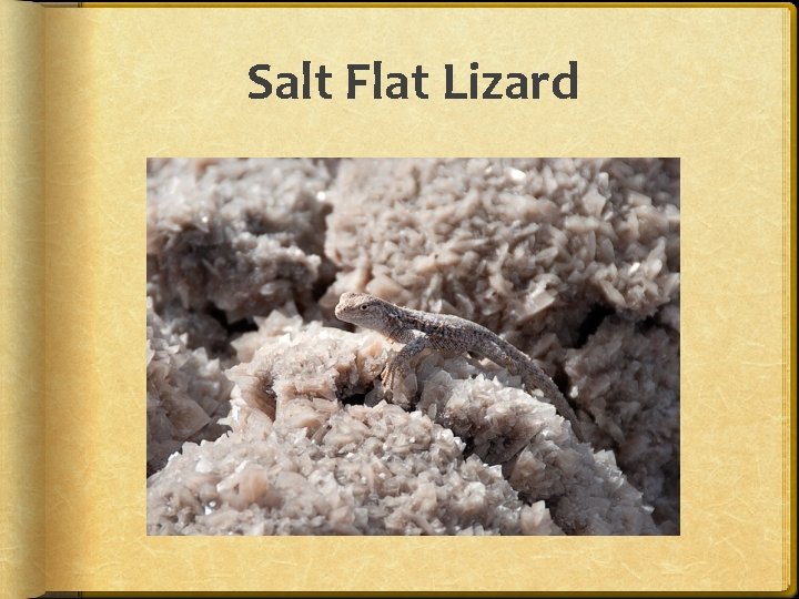 Salt Flat Lizard 