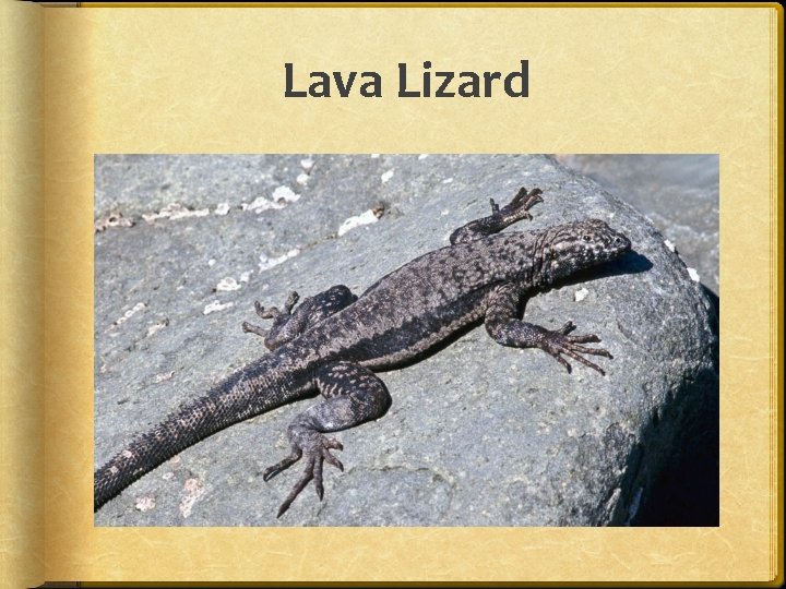 Lava Lizard 