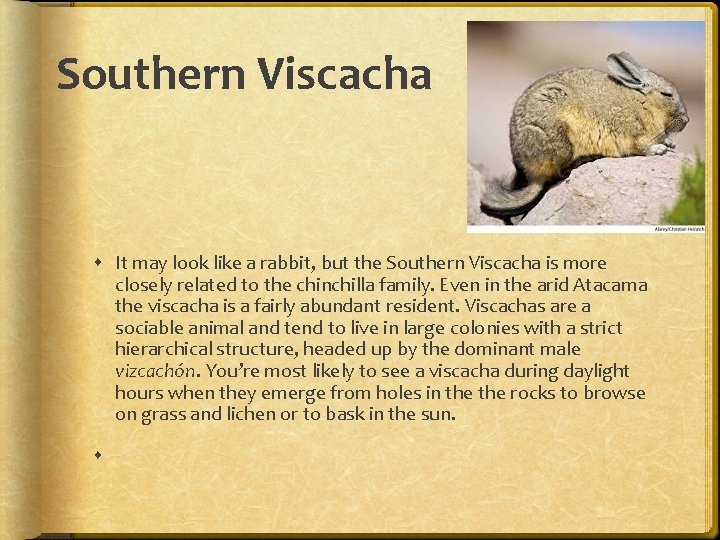 Southern Viscacha It may look like a rabbit, but the Southern Viscacha is more