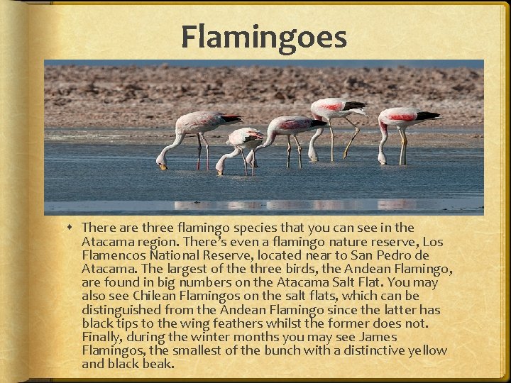 Flamingoes There are three flamingo species that you can see in the Atacama region.