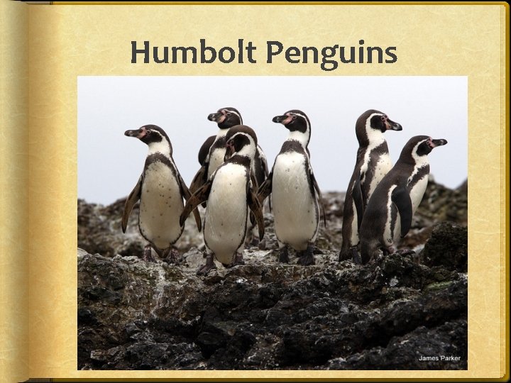 Humbolt Penguins 