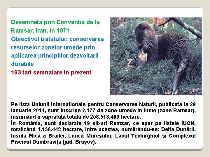 Desemnata prin Conventia de la Ramsar, Iran, in 1971 Obiectivul tratatului: conservarea resurselor zonelor