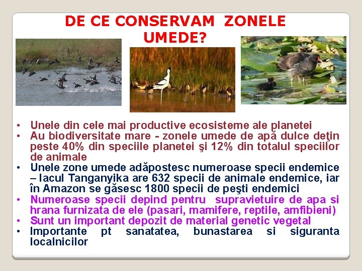 DE CE CONSERVAM ZONELE UMEDE? • Unele din cele mai productive ecosisteme ale planetei