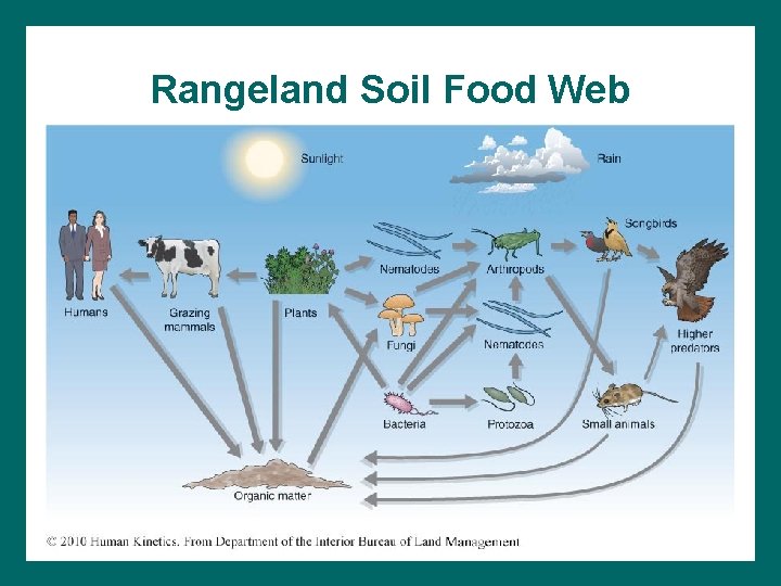 Rangeland Soil Food Web 