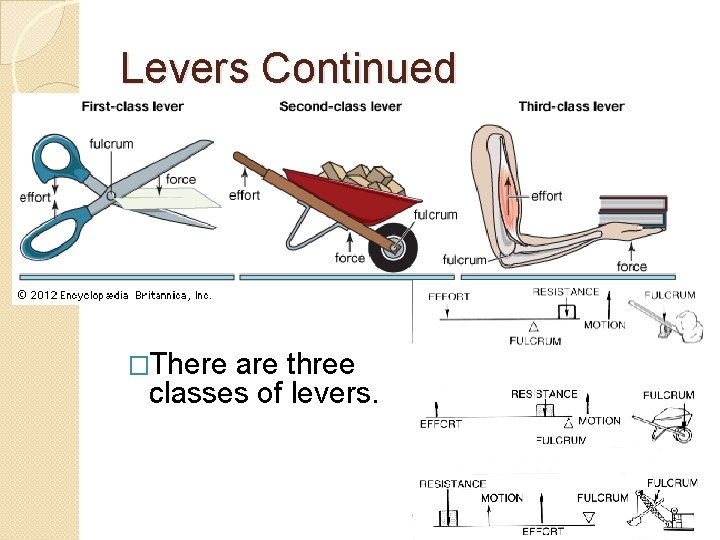 Levers Continued �There are three classes of levers. 
