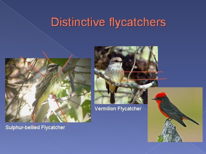 Distinctive flycatchers Vermilion Flycatcher Sulphur-bellied Flycatcher 