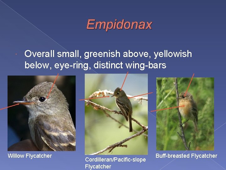 Empidonax Overall small, greenish above, yellowish below, eye-ring, distinct wing-bars Willow Flycatcher Cordilleran/Pacific-slope Flycatcher