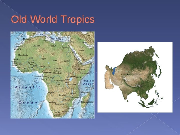 Old World Tropics 