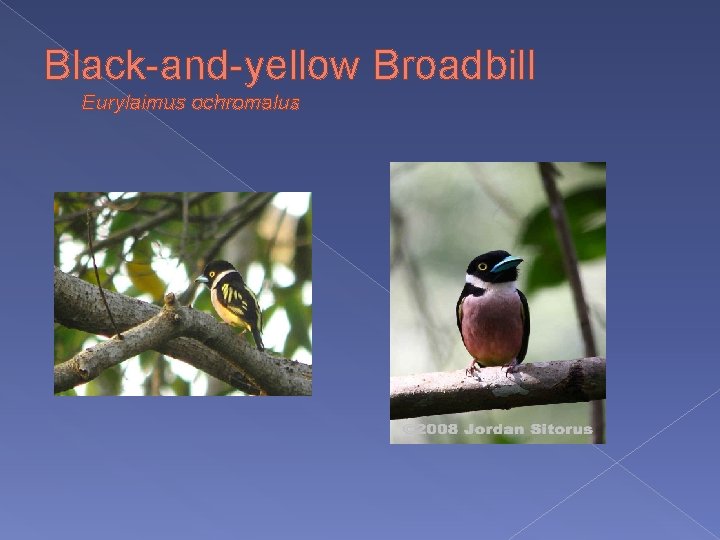 Black-and-yellow Broadbill Eurylaimus ochromalus 