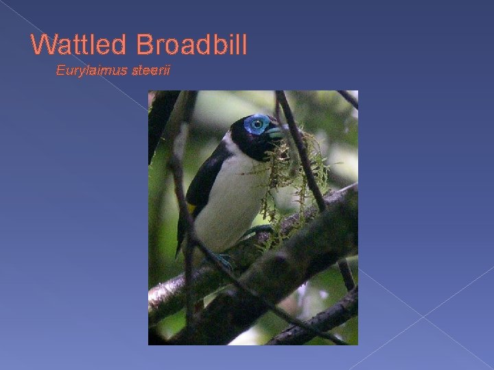 Wattled Broadbill Eurylaimus steerii 