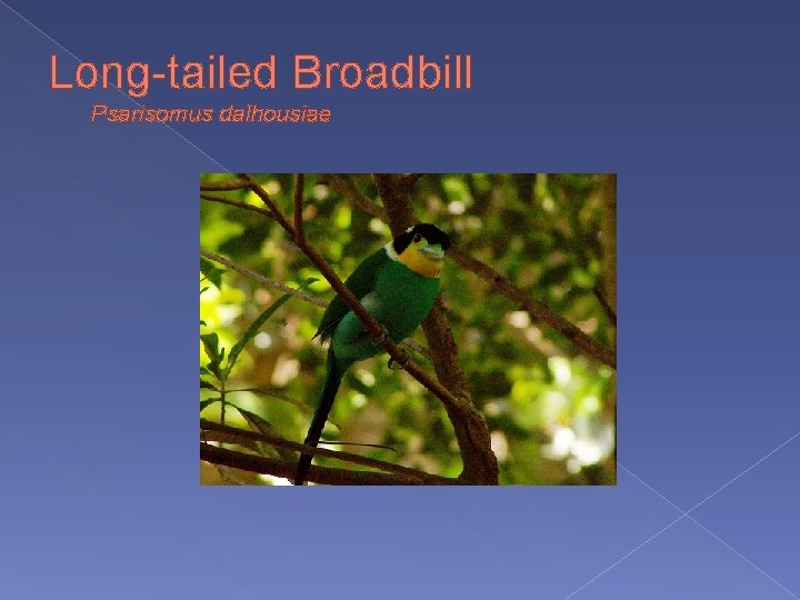 Long-tailed Broadbill Psarisomus dalhousiae 
