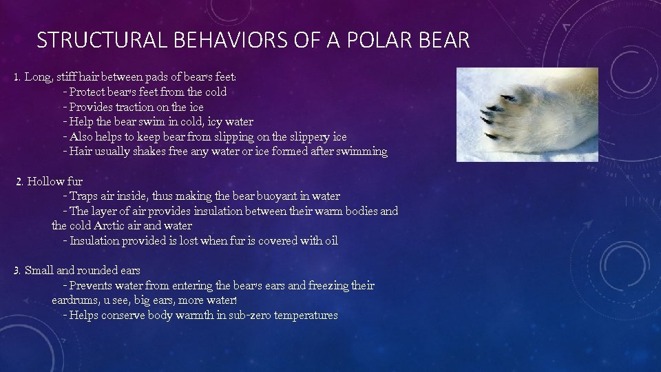 STRUCTURAL BEHAVIORS OF A POLAR BEAR 1. Long, stiff hair between pads of bear's