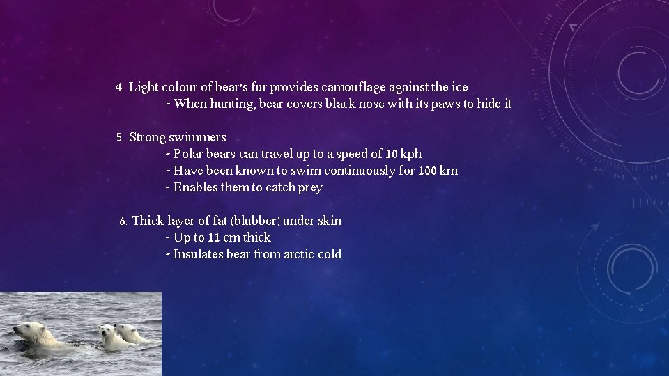 4. Light colour of bear's fur provides camouflage against the ice - When hunting,