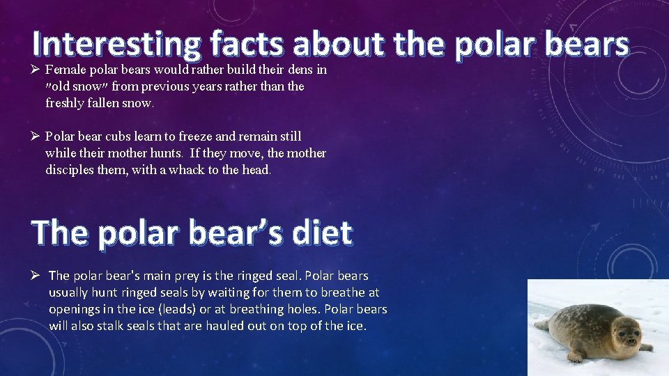 Interesting facts about the polar bears Ø Female polar bears would rather build their