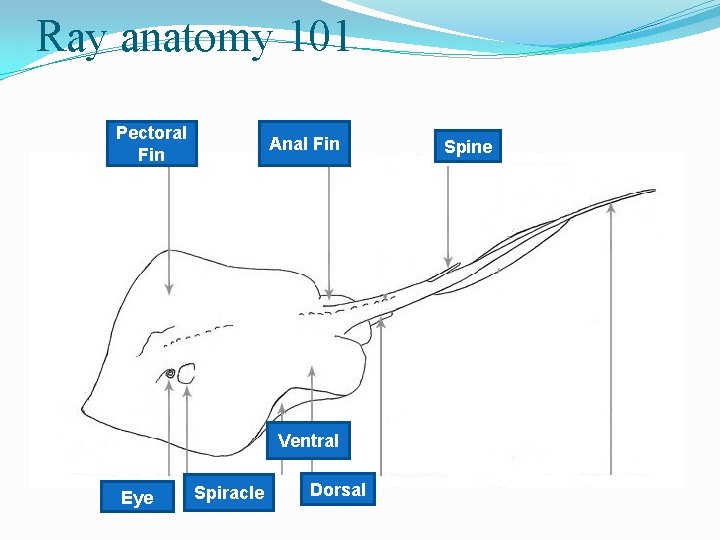 Ray anatomy 101 Pectoral Fin 2 Anal Fin 3 6 Ventral Eye 1 7