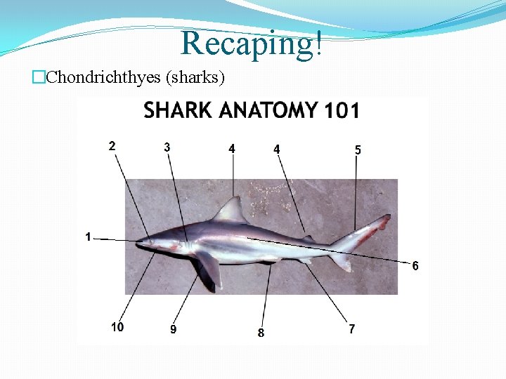 Recaping! �Chondrichthyes (sharks) 