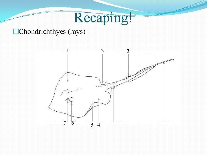 Recaping! �Chondrichthyes (rays) 1 7 2 6 5 4 3 