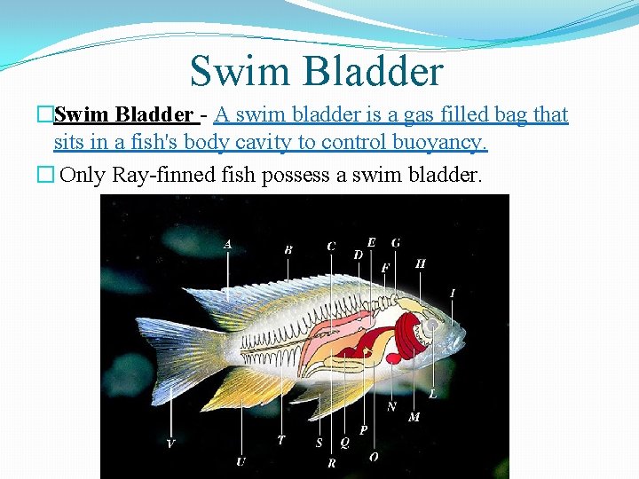 Swim Bladder �Swim Bladder - A swim bladder is a gas filled bag that