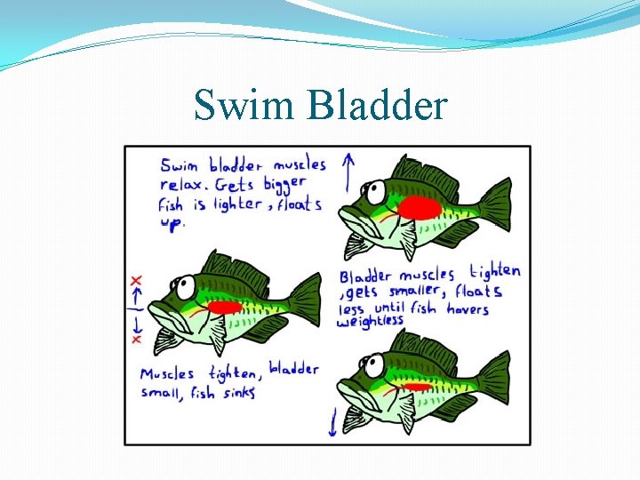 Swim Bladder 