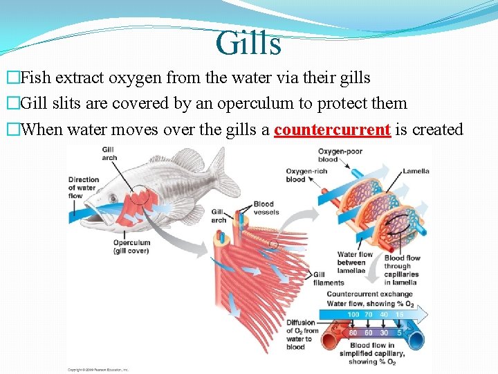 Gills �Fish extract oxygen from the water via their gills �Gill slits are covered