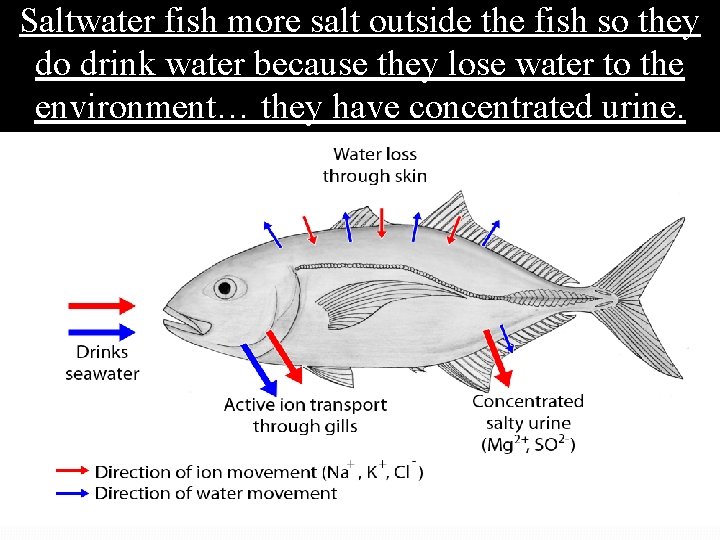 Saltwater fish more salt outside the fish so they do drink water because they
