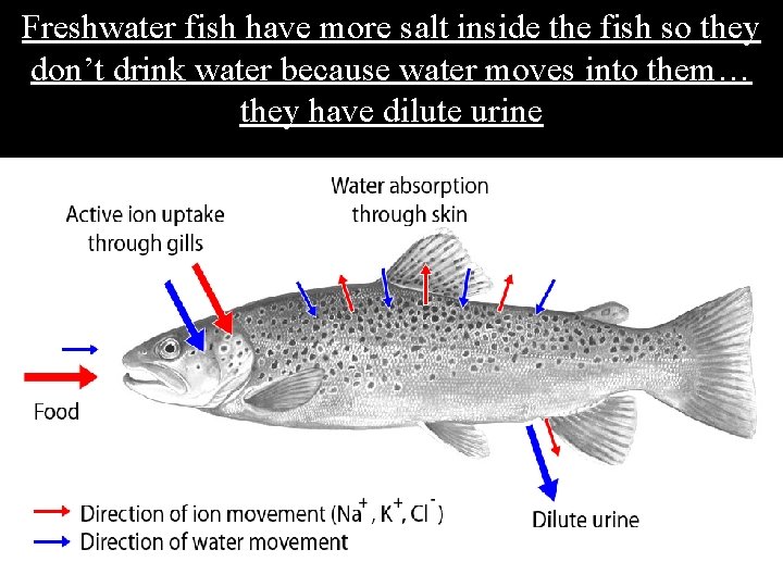 Freshwater fish have more salt inside the fish so they don’t drink water because