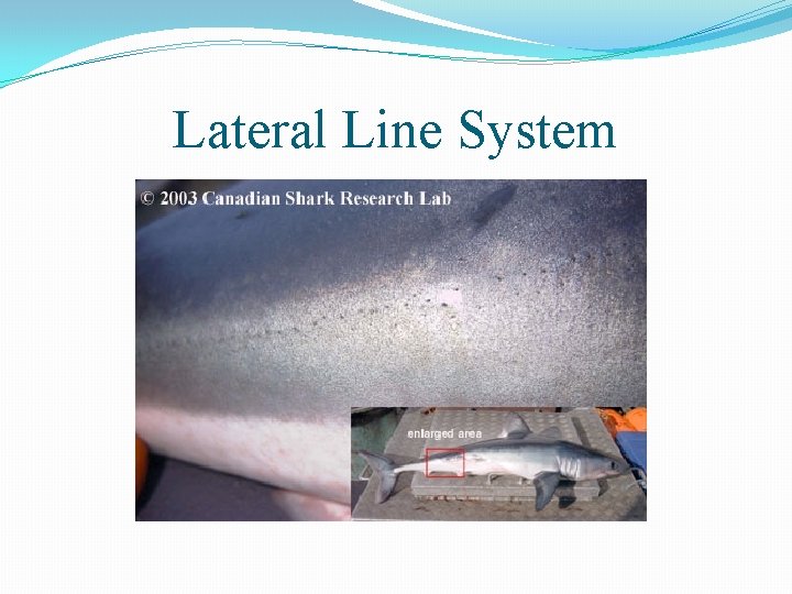 Lateral Line System 