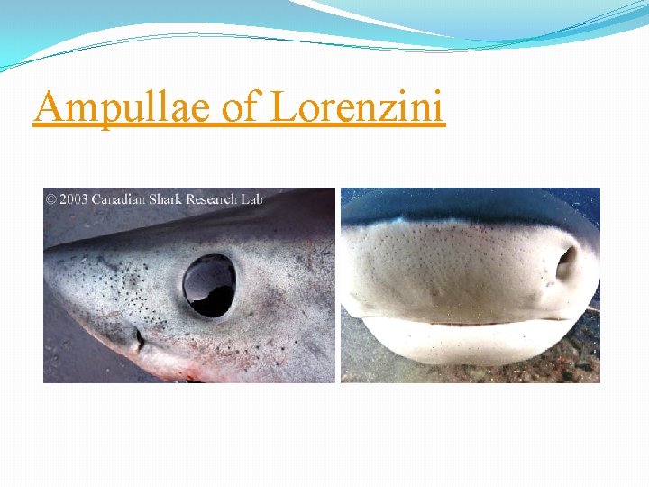 Ampullae of Lorenzini 