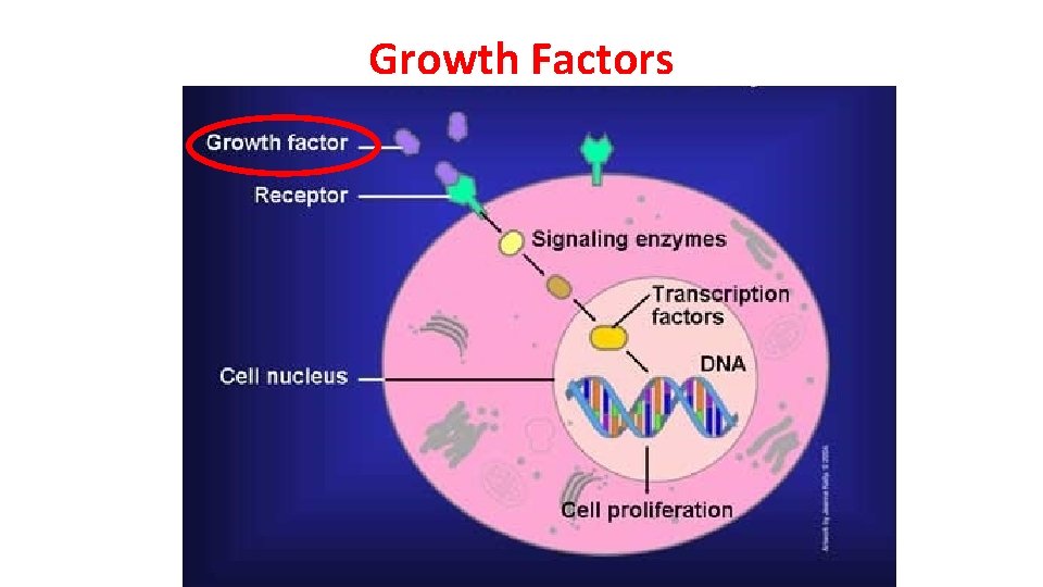 Growth Factors 