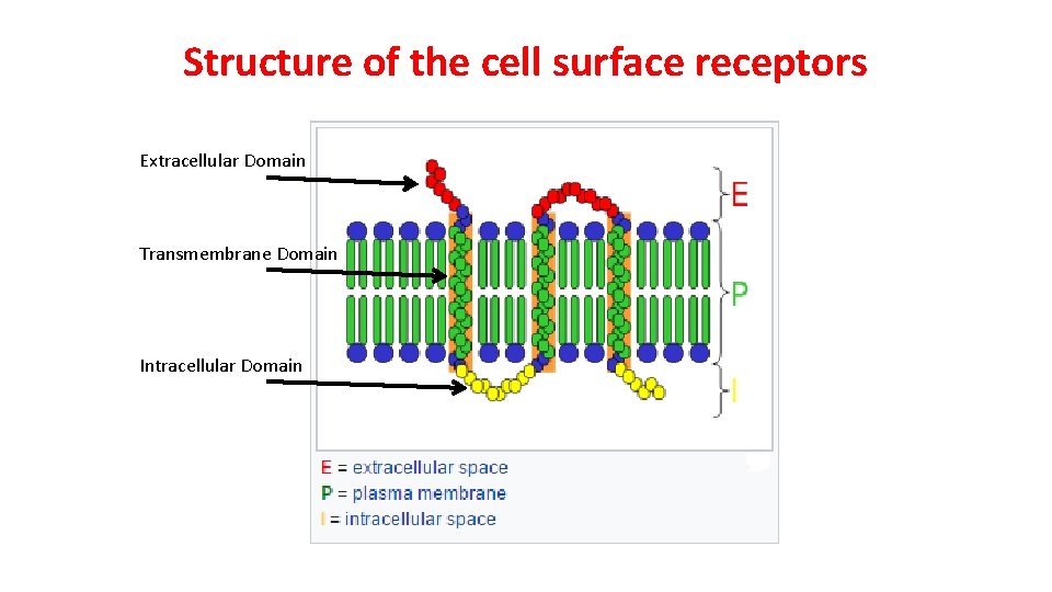 Structure of the cell surface receptors Extracellular Domain Transmembrane Domain Intracellular Domain 