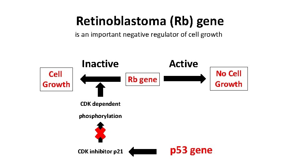 Retinoblastoma (Rb) gene is an important negative regulator of cell growth Cell Growth Active
