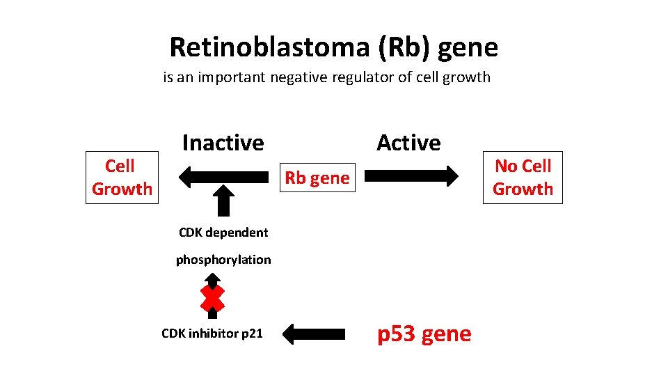 Retinoblastoma (Rb) gene is an important negative regulator of cell growth Cell Growth Active