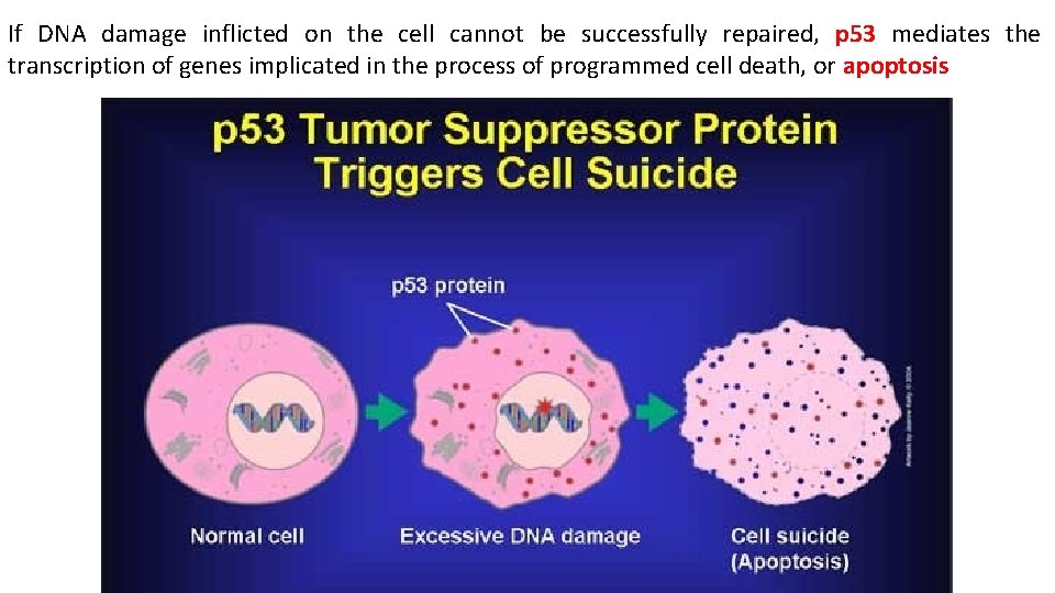 If DNA damage inflicted on the cell cannot be successfully repaired, p 53 mediates