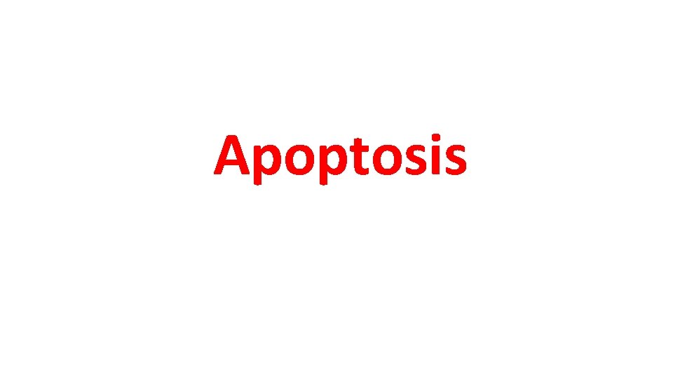 Apoptosis 