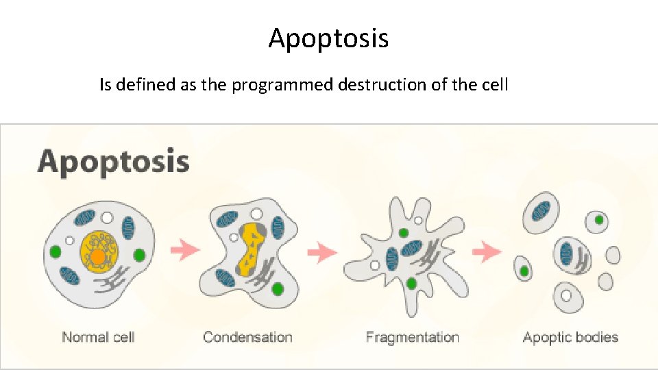 Apoptosis Is defined as the programmed destruction of the cell 