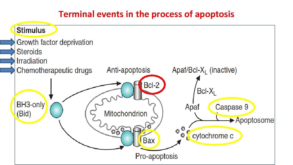 Terminal events in the process of apoptosis 