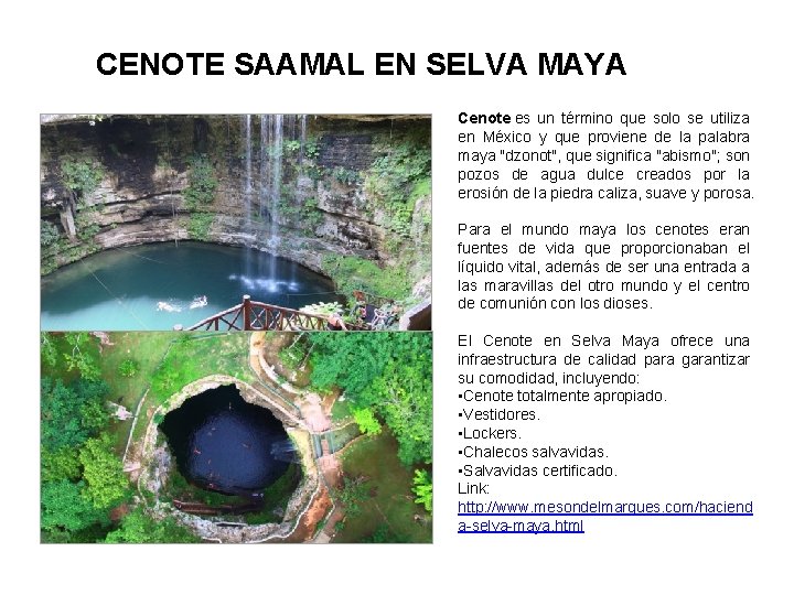 CENOTE SAAMAL EN SELVA MAYA Cenote es un término que solo se utiliza en