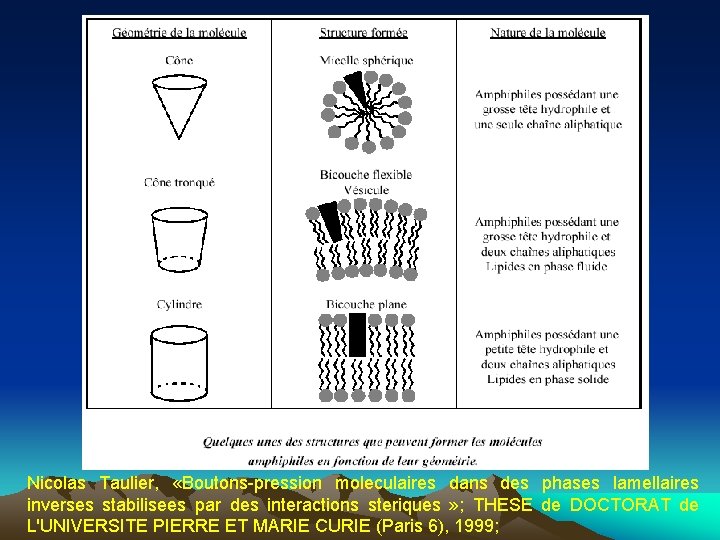 Nicolas Taulier, «Boutons-pression moleculaires dans des phases lamellaires inverses stabilisees par des interactions steriques