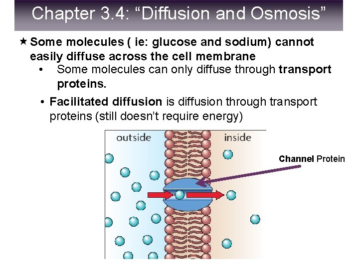 Chapter 3. 4: “Diffusion and Osmosis” Some molecules ( ie: glucose and sodium) cannot