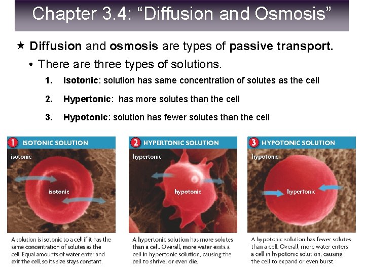 Chapter 3. 4: “Diffusion and Osmosis” Diffusion and osmosis are types of passive transport.